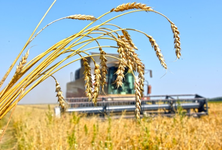 Саудовская Аравия изволила российскую пшеницу купить. На пробу