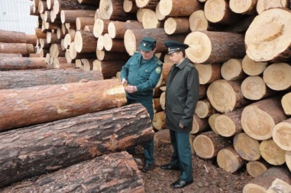 Для Уральской электронной таможни экспорт древесины стал «своим в доску»