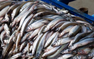 Надо готовиться вывозить больше рыбы из Калининграда на «материк» 