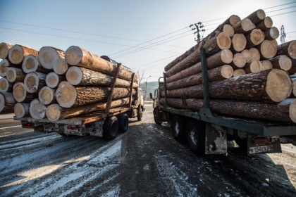 Минпромторг РФ сделает все, чтобы оставить побольше деревьев на Родине