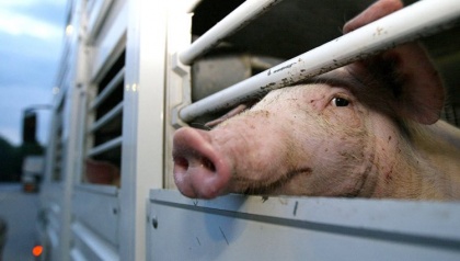 Россия почти в 10 раз увеличила доходы от экспорта свинины. Впечатляет