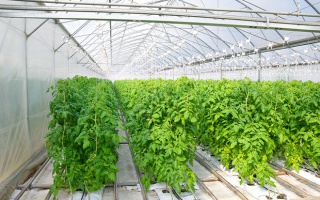 Стагнирующий рынок перевозки овощей спасут среднеуральские помидоры