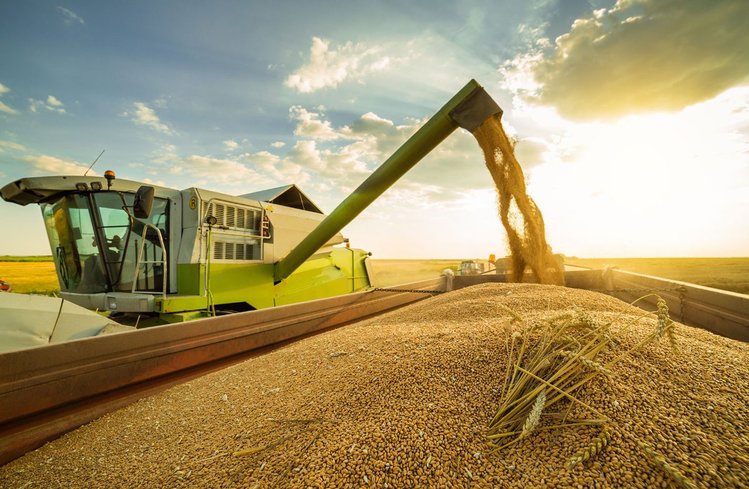 Экспорт пшеницы становится «звонче»