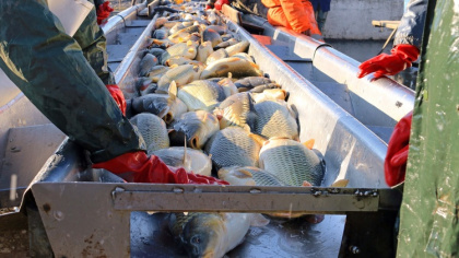 Три рыбных порта в РФ «осовременят». Магаданский «в пролете»