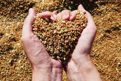 Казахский бизнесмен российское зерно вывозил как «свое». За что и поплатился