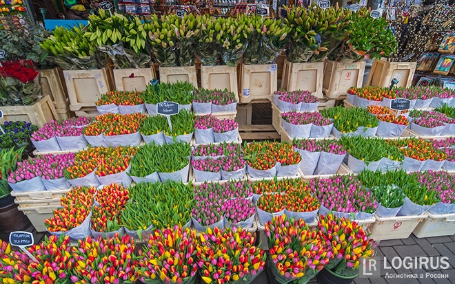 Россельхознадзор может ввести запрет на реэкспорт цветов. Из Голландии