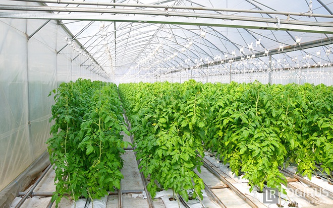 Стагнирующий рынок перевозки овощей спасут среднеуральские помидоры