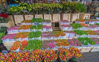 Россельхознадзор может ввести запрет на реэкспорт цветов. Из Голландии