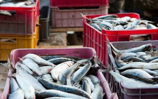 Экспорт и вывоз рыбы сокращаются, актуальность вопросов – растет