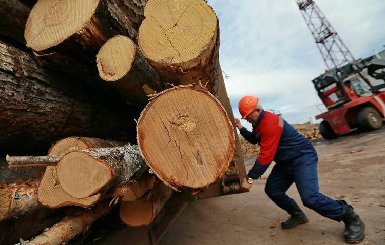 Экспорт древесины потребует точности