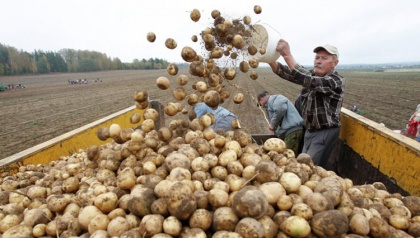 Белорусские аграрии вырастили не только картофель, но и экспорт