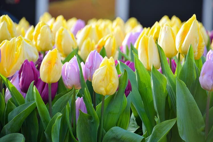 Цену на голландские тюльпаны испортит логистика