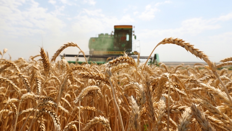 Зерновой экспорт России не дотягивает до прошлогоднего рекорда. Не те темпы