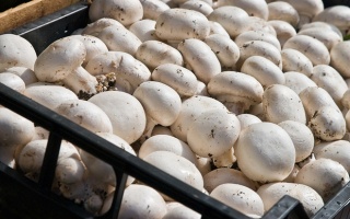 Россельхознадзору надоели белорусские грибы из «Марокко»