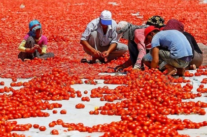 С турецких томатов снимут все ограничения, но квоты сохранят неизменными