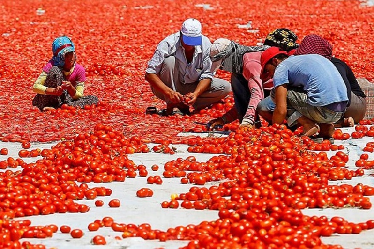 Как аукнется российским экспортерам, так и откликнется турецким томатам